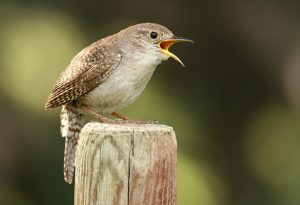 wren shouting