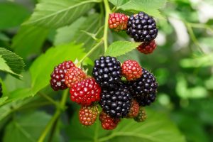 blackberries